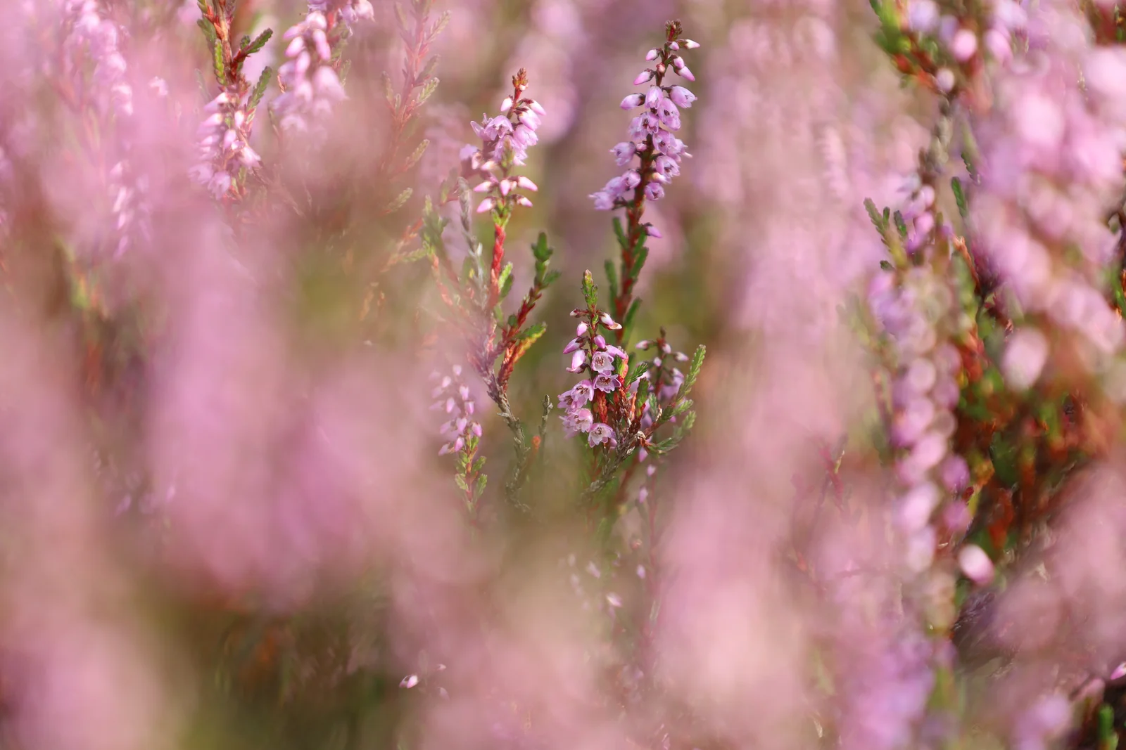 Roze waas van bloeiende heide